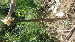 Cobra Campinho da Serra Jiboia