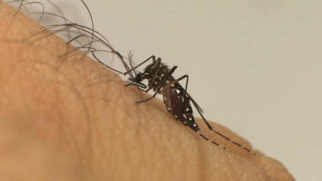 dengue óbitos
