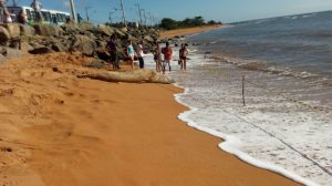 Fred elefante-marinho