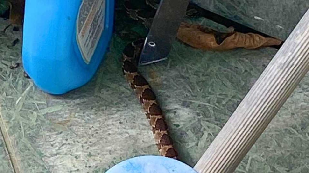 Cobra arisca invade casa no Vietnã e criança é salva pelo pai; veja