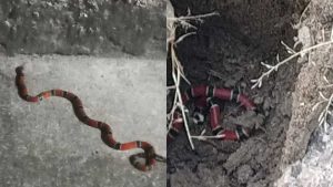 Cobras Cobra coral Serra Costa Bela