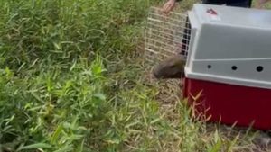 Filó Capivara Serra