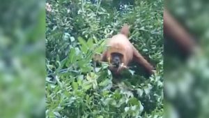 Macaco Bugio Costa Bela Serra