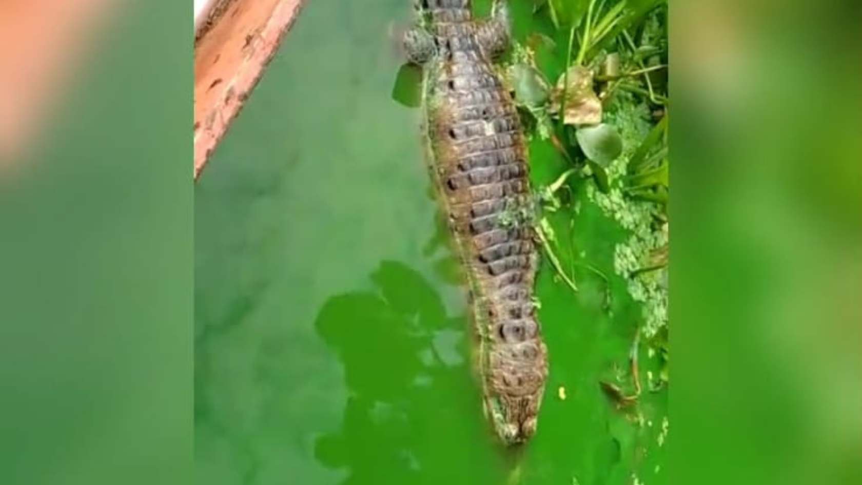 ‘Armadilha de engasgo’