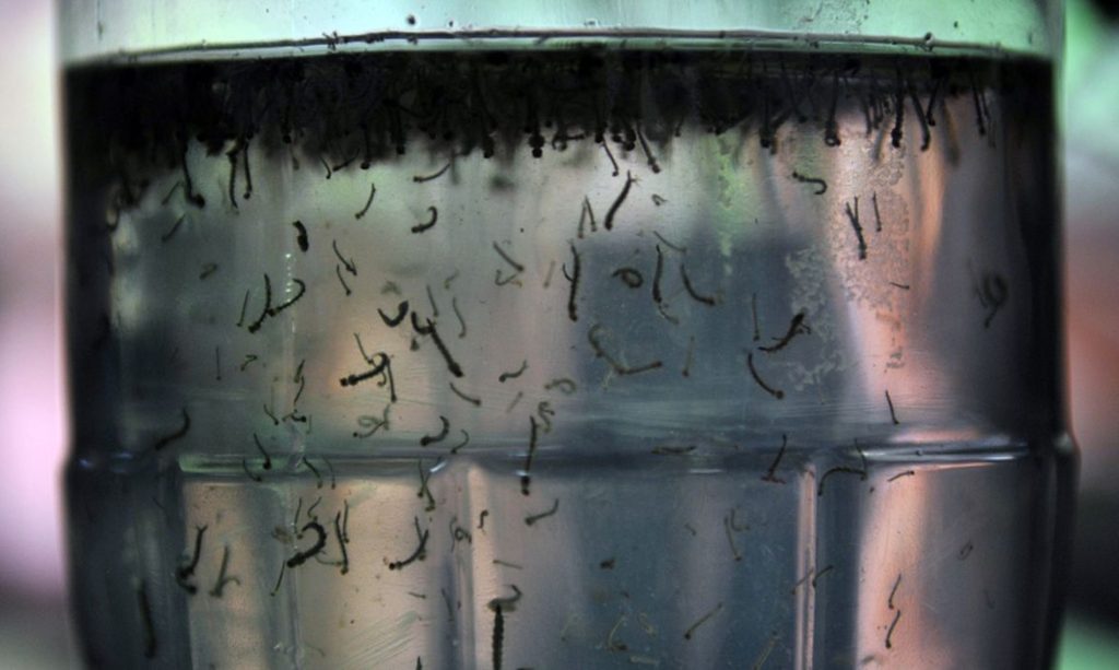 dengue Serra