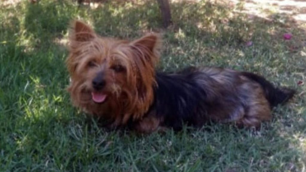 cachorro desaparecido