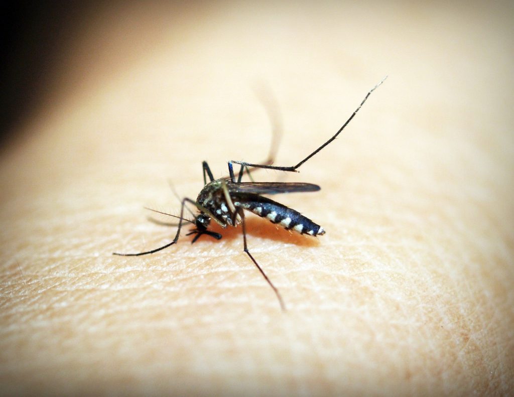 dengue Serra