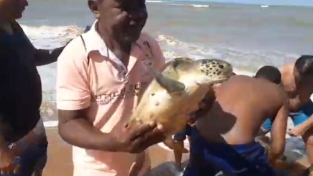 tartarugas