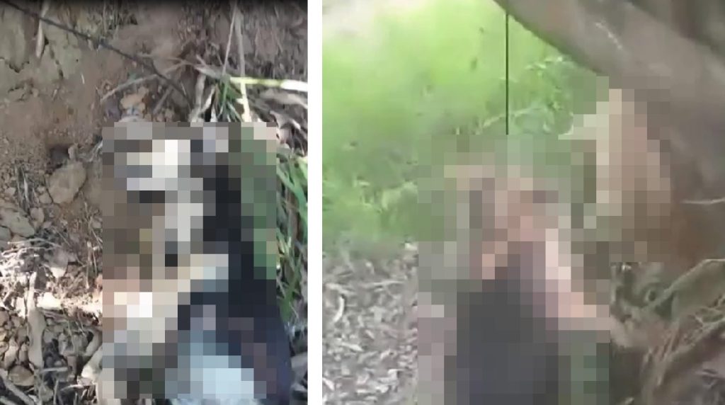 cães enforcados
