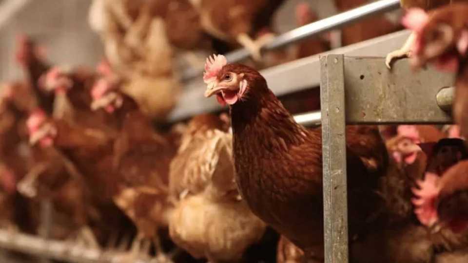 Gripe aviária Serra Aves Japão