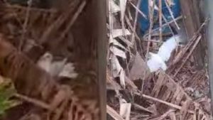 Pombo Serra Gripe aviária