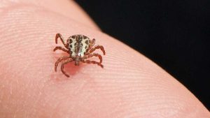 Febre maculosa Serra