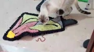 Cobra gato Serra Costa Bela