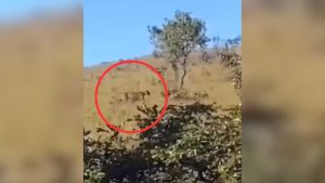 Onça-parda Mestre Álvaro Serra