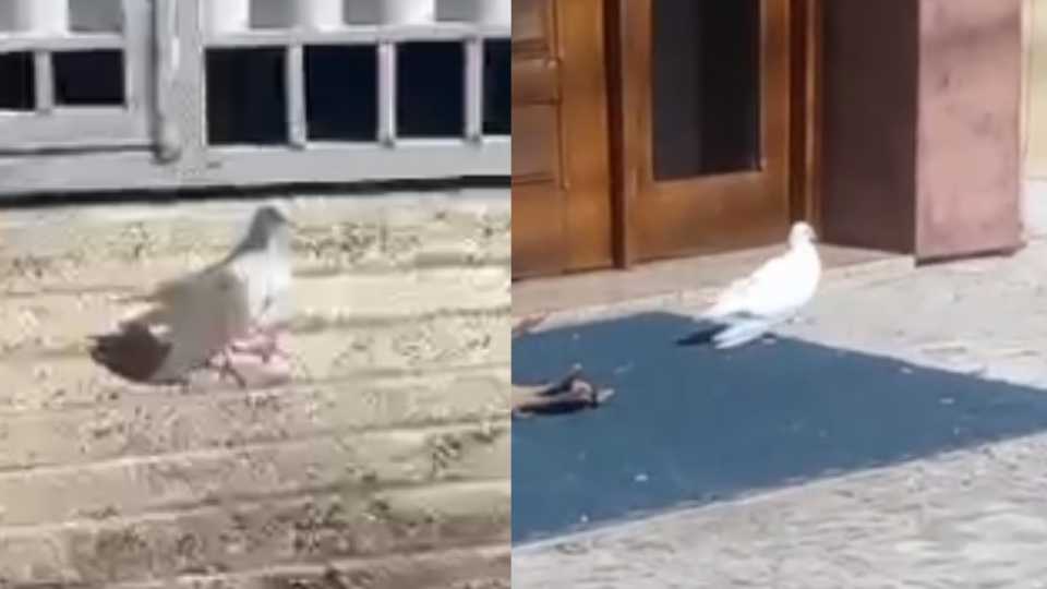 Costa Bela Serra Pombo Gripe aviária