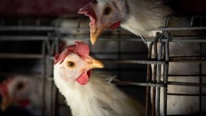 Serra Fazenda Gripe aviária