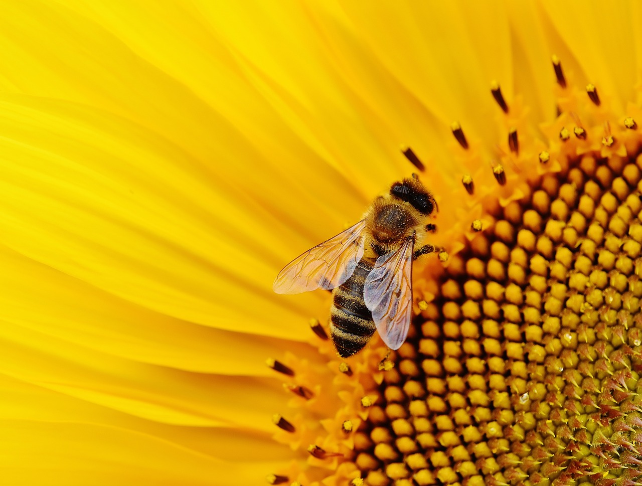 sunflower-1643794_1280 Abelha