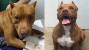 Idoso Cachorro Serra Jovem Homem Tiros