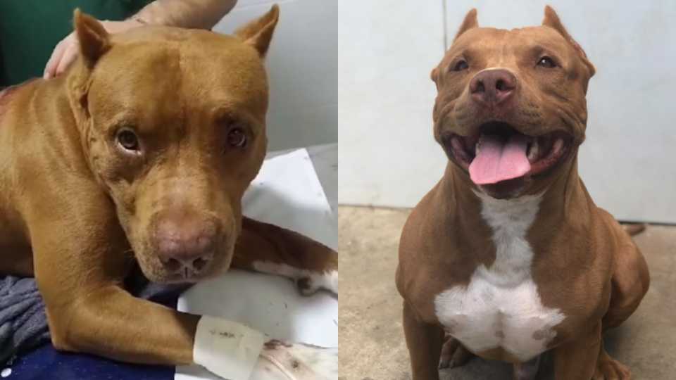 Idoso Cachorro Serra Jovem Homem Tiros