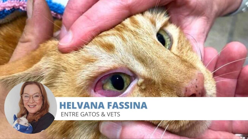 Clamidiose Felina