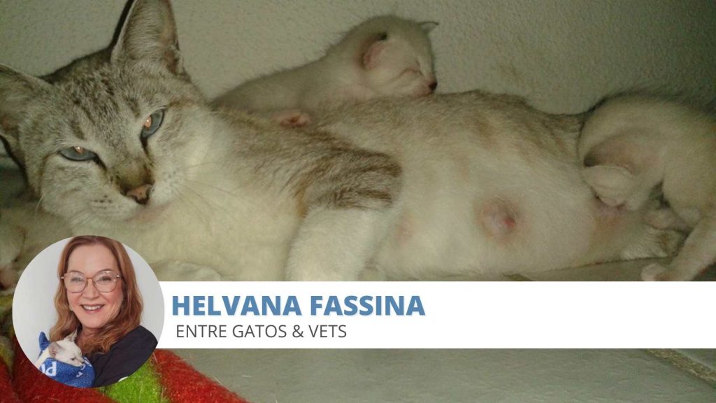 gata gestante