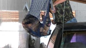 Raposa Serra Cachorro-do-mato