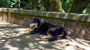 Serra Cães e gatos Estado