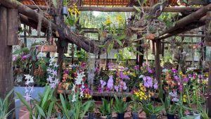 Festival de Orquídeas Serra Mel Colmeia Doces Sorteio Plantas