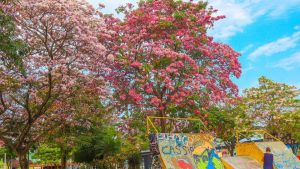 Florada dos Ipês Serra Bairros