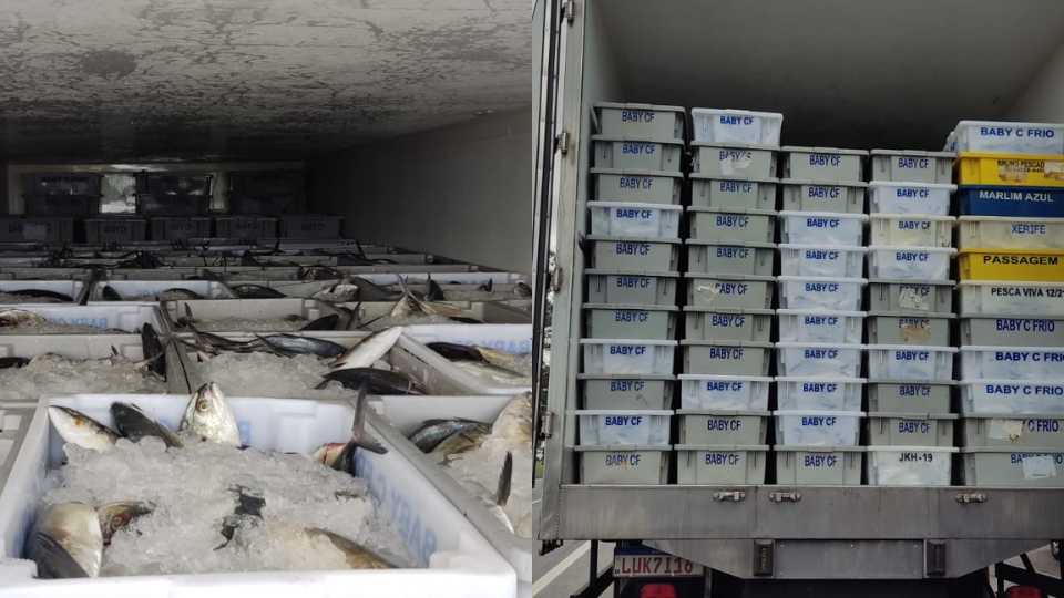 Carga de peixe Serra