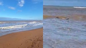 Filhote de baleia Praia Serra