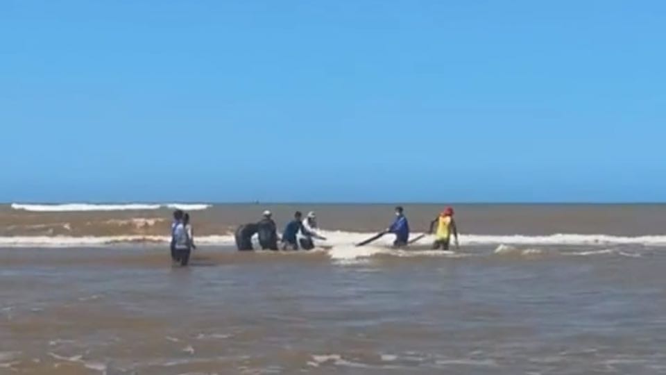 Filhote de baleia Jubarte Serra Praia