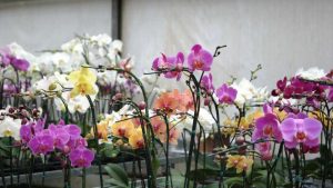 Festival das Orquídeas Serra