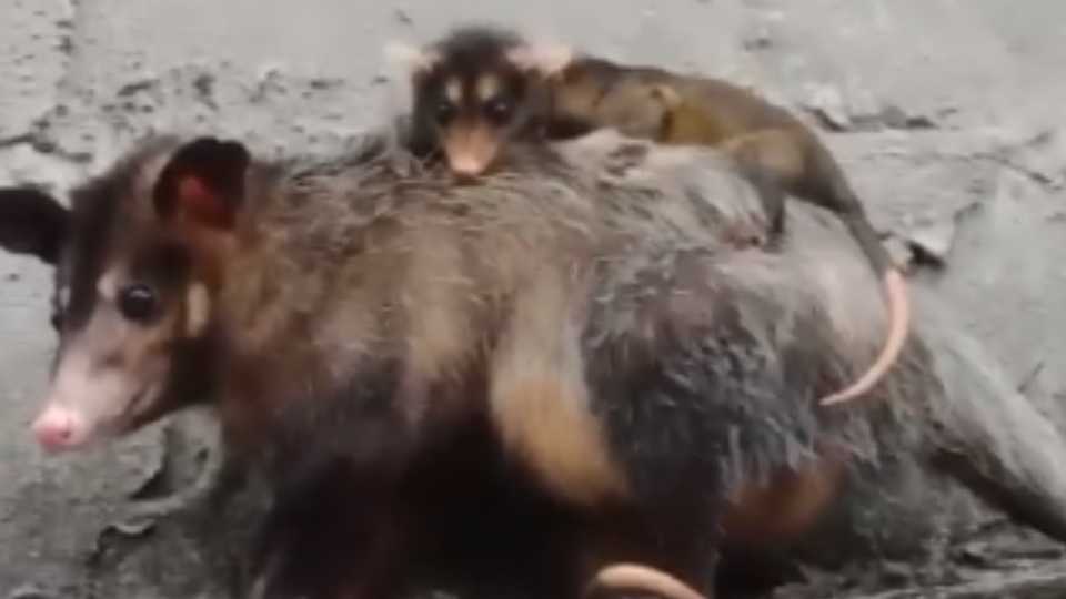 Serra Gambá Filhotes