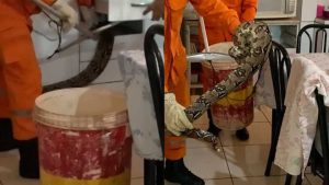 Cobra Jiboia Casa Armário