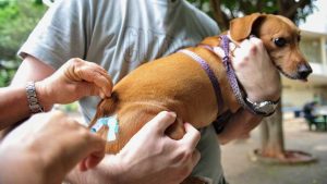 Serra Vacinação contra raiva