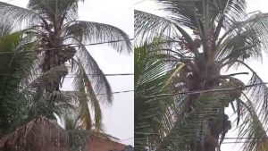 Serra Gato Socorro Bairro Preso em árvore