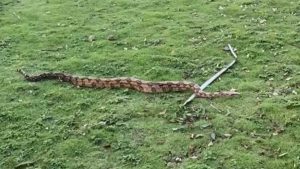 Cobra gigante Praia da Serra Árvore Jiboia