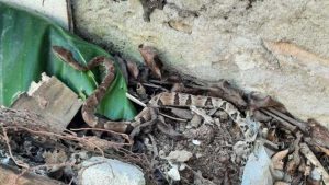Cobra venenosa Biólogo Serra Moradores Jararaca