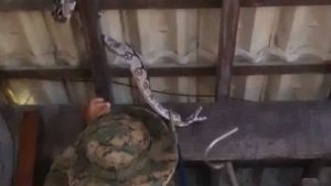 Cobra gigante Restauramte Policial Clientes