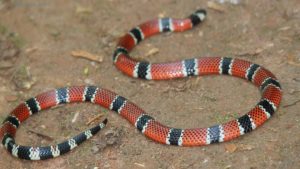 Cobra coral Cobra mais venenosa do Brasil Serra Casa Moradores
