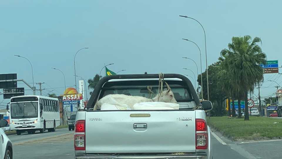 Cabras Caminhonete Serra