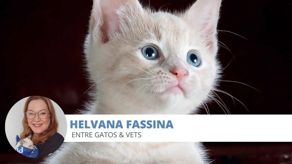 filhote de gato