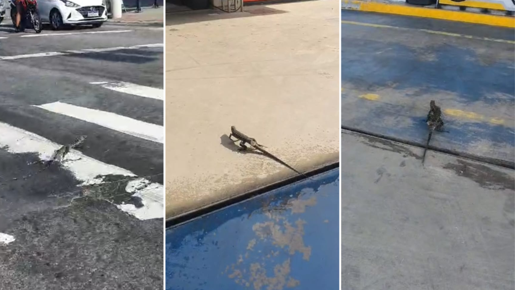 Lagarto