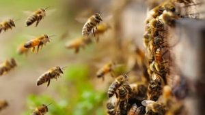 Homem e mulher Abelhas