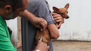 Serra Vacinação contra raiva Cães e gatos