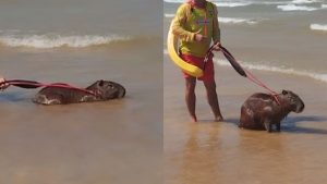 Serra Capivara Mar Praia