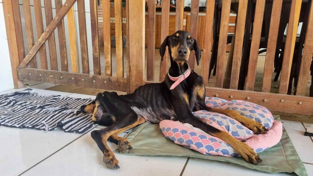Doberman