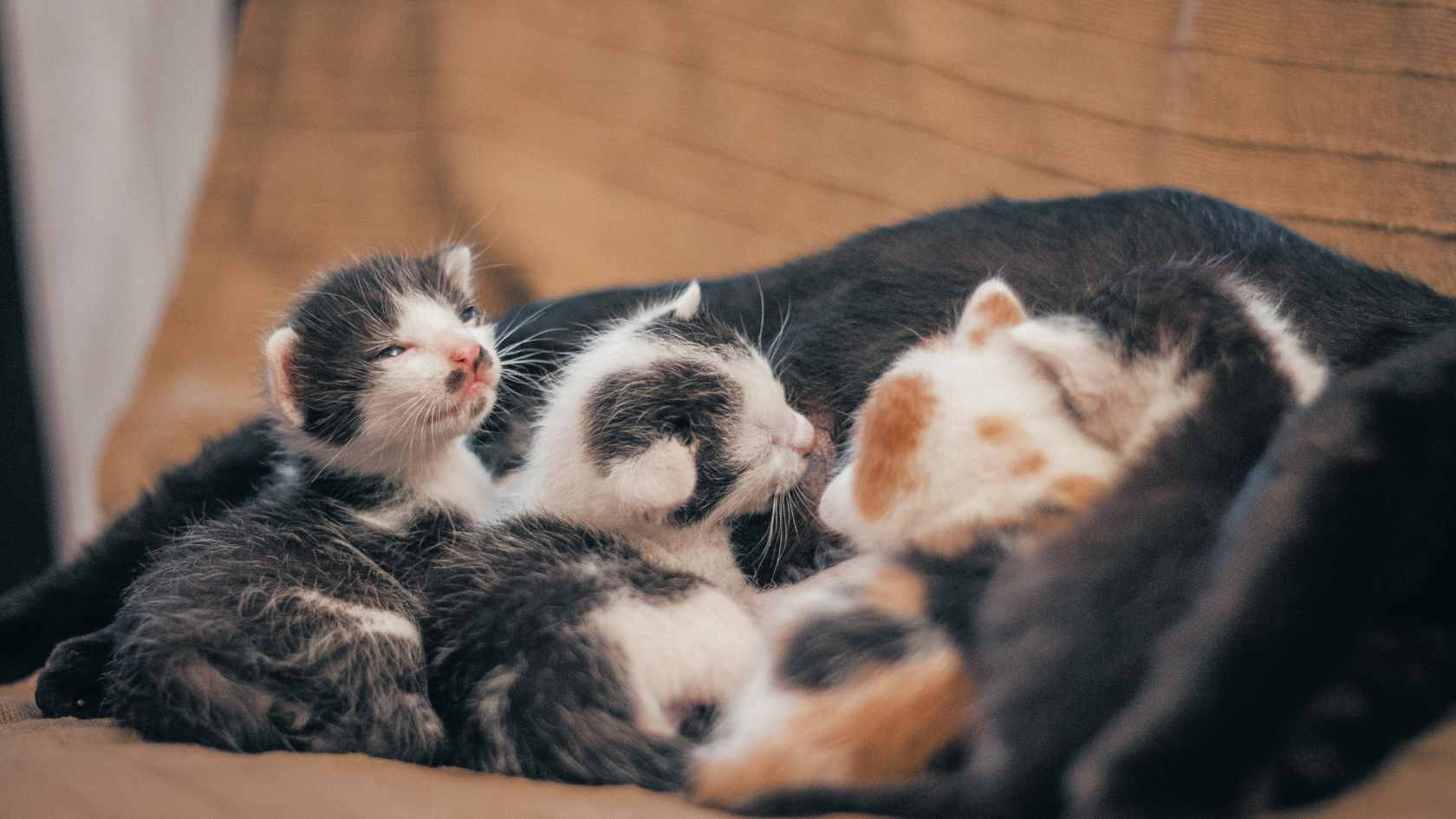 gato recém-nascido