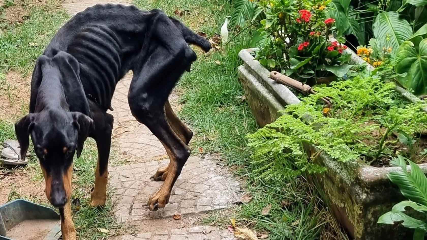 Doberman